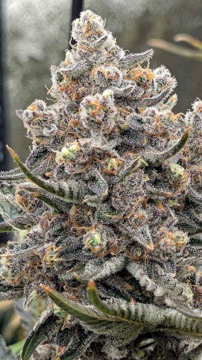 bbs-grow-diaries/week-549946-diary-528534-user-38149-6973fe5488b76