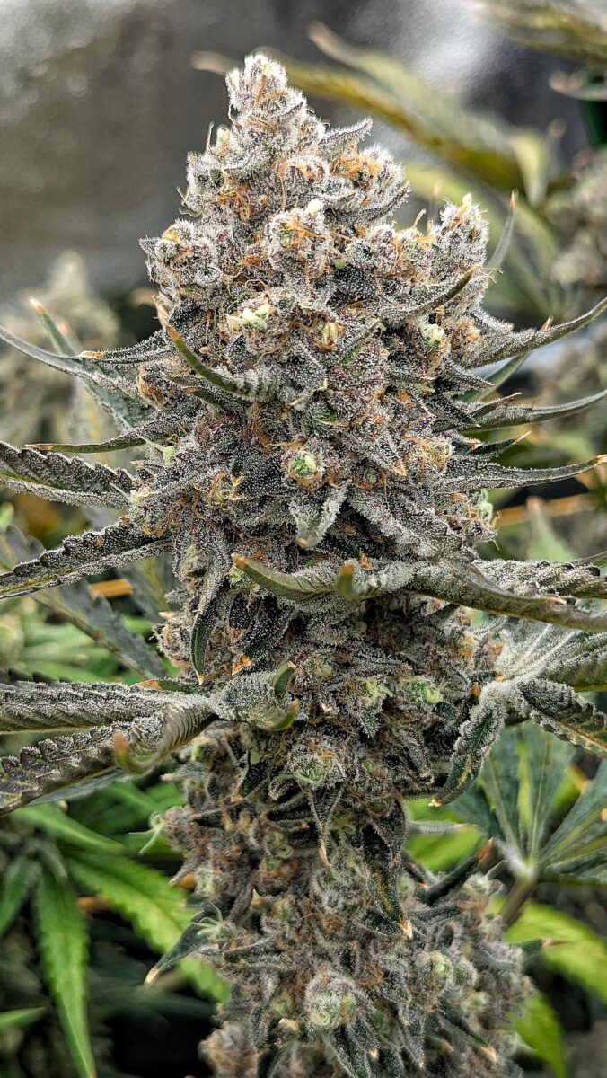 bbs-grow-diaries/week-549946-diary-528534-user-38149-6973fe5837162