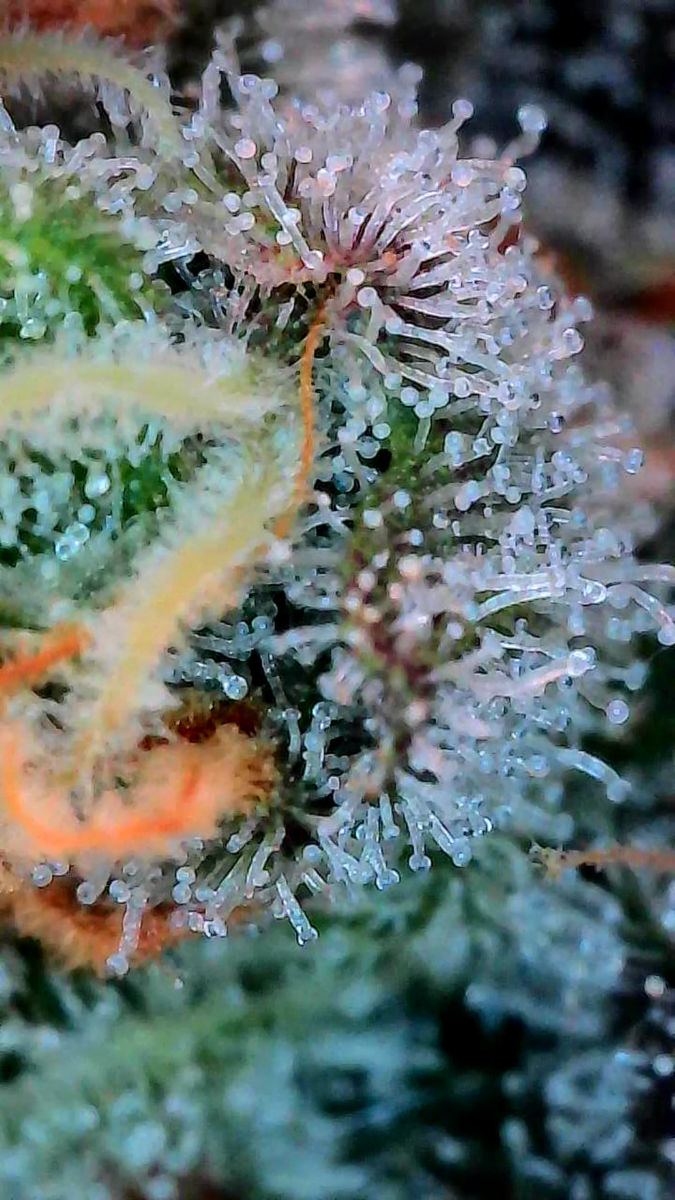 bbs-grow-diaries/week-549946-diary-528534-user-38149-6973fe5b75580