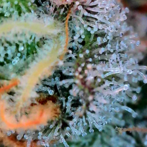 Flowering Week - 13 - Granddaddy Purple - 8