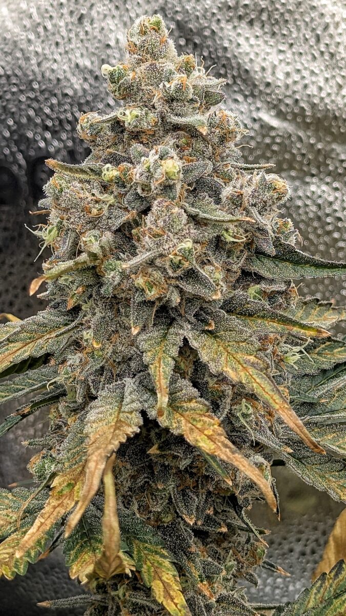 bbs-grow-diaries/week-549946-diary-528534-user-38149-6973fe61490a8