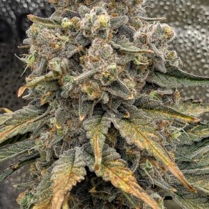 Flowering Week - 13 - Granddaddy Purple - 9