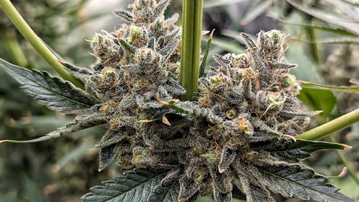 bbs-grow-diaries/week-549946-diary-528534-user-38149-6973fe6469874