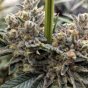 Flowering Week - 13 - Granddaddy Purple - 10