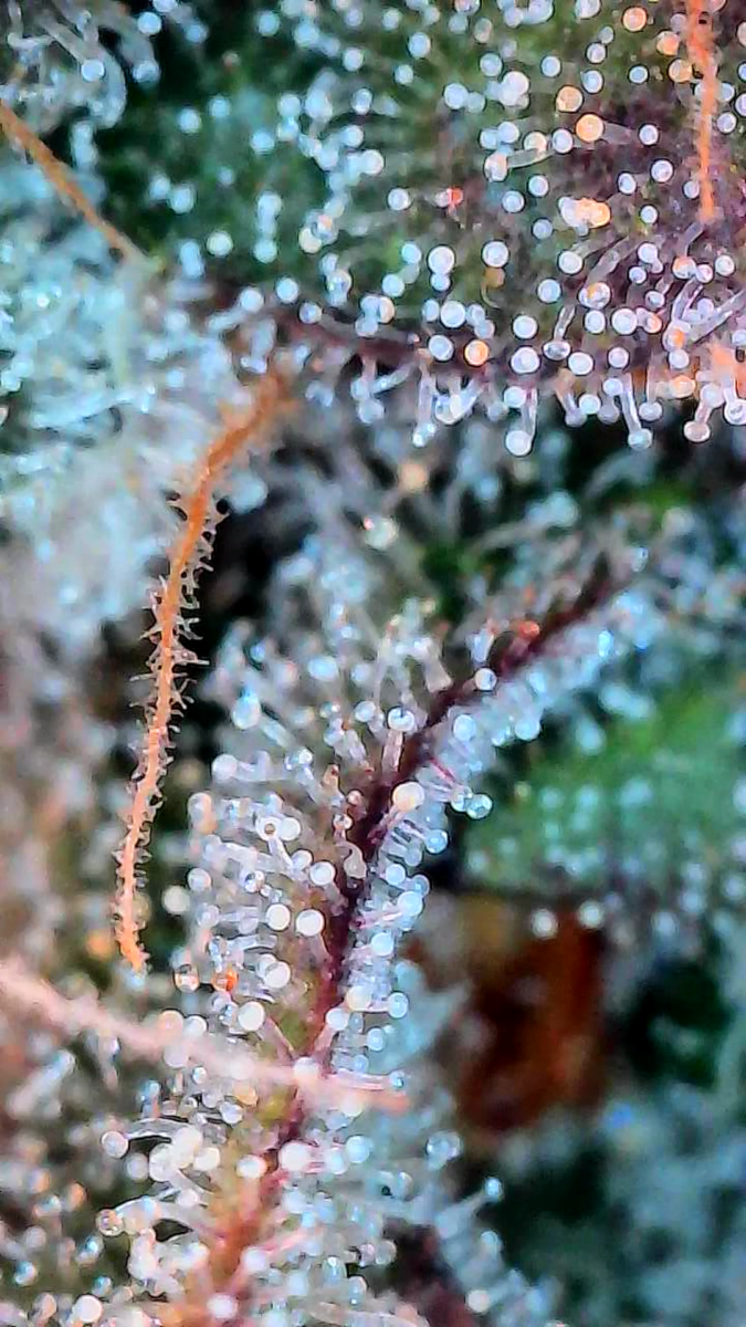 bbs-grow-diaries/week-549946-diary-528534-user-38149-6973fe6744787