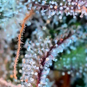 Flowering Week - 13 - Granddaddy Purple - 11