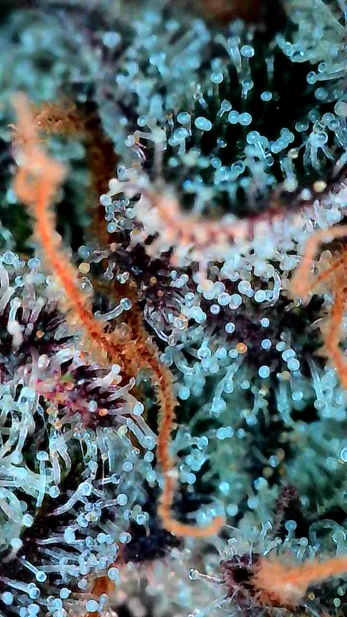 bbs-grow-diaries/week-549946-diary-528534-user-38149-6973fe6b1d49c