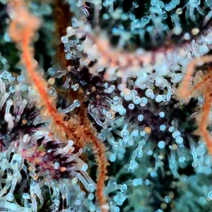 Flowering Week - 13 - Granddaddy Purple - 12