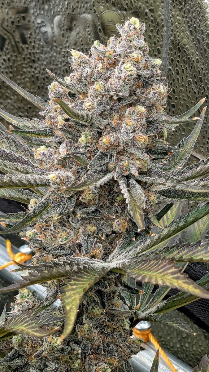 bbs-grow-diaries/week-549946-diary-528534-user-38149-6973fe6e44a7a