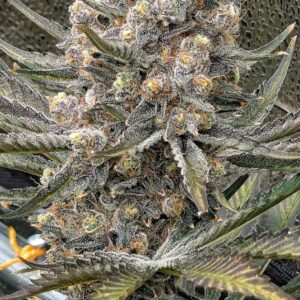 Flowering Week - 13 - Granddaddy Purple - 13