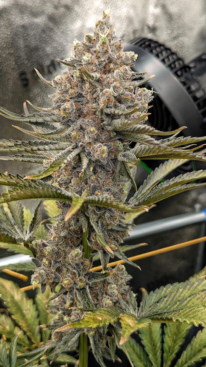 bbs-grow-diaries/week-549946-diary-528534-user-38149-6973fe704c327