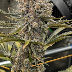 Flowering Week - 13 - Granddaddy Purple - 14