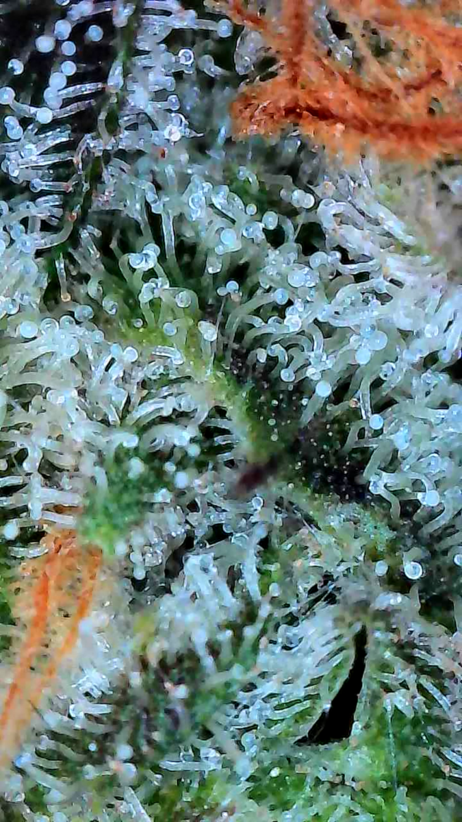 bbs-grow-diaries/week-549946-diary-528534-user-38149-6973fe7277a88