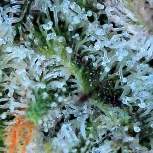 Flowering Week - 13 - Granddaddy Purple - 15