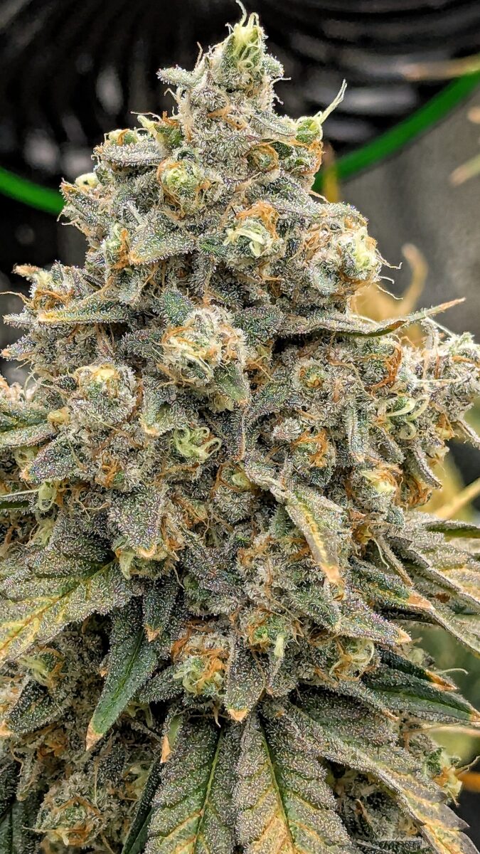 bbs-grow-diaries/week-549946-diary-528534-user-38149-6973fe75ae8e6