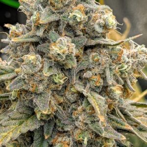 Flowering Week - 13 - Granddaddy Purple - 16