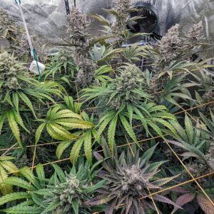 Granddaddy Purple - Flowering Week - 13