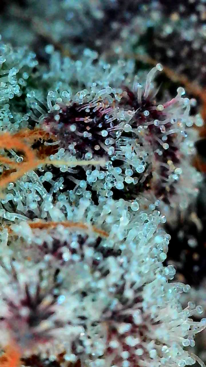 bbs-grow-diaries/week-549947-diary-528437-user-38149-697402a1943d5