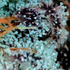 Flowering Week - 13 - God’s Gift - 2