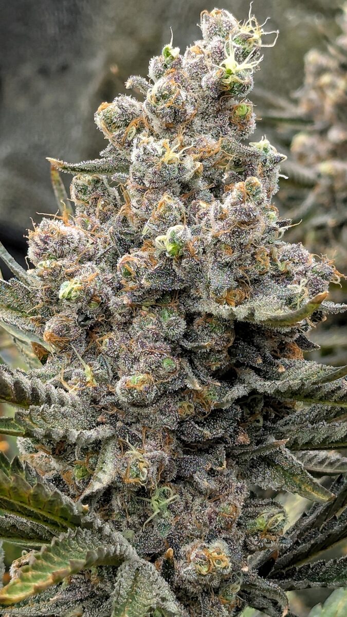 bbs-grow-diaries/week-549947-diary-528437-user-38149-697402a545d0f