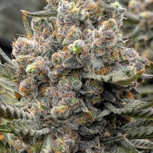 Flowering Week - 13 - God’s Gift - 3