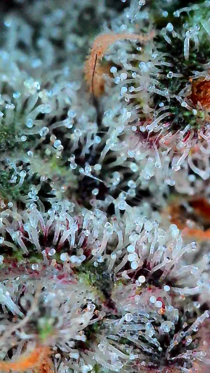 bbs-grow-diaries/week-549947-diary-528437-user-38149-697402a7adfea