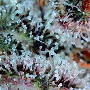 Flowering Week - 13 - God’s Gift - 4