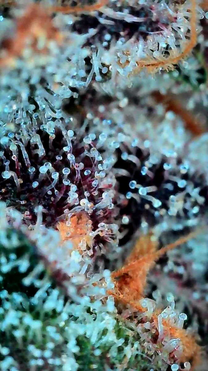 bbs-grow-diaries/week-549947-diary-528437-user-38149-697402ab11b8f