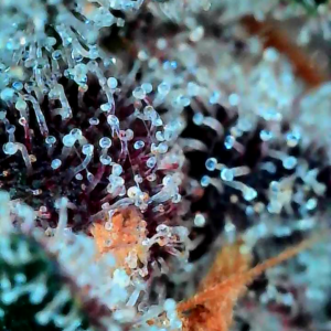 Flowering Week - 13 - God’s Gift - 5