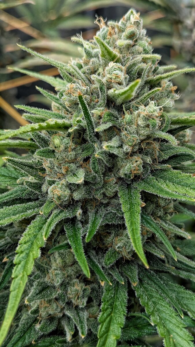 bbs-grow-diaries/week-549947-diary-528437-user-38149-697402b07e659