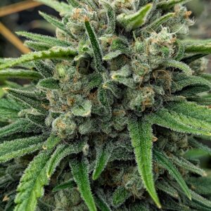 Flowering Week - 13 - God’s Gift - 7