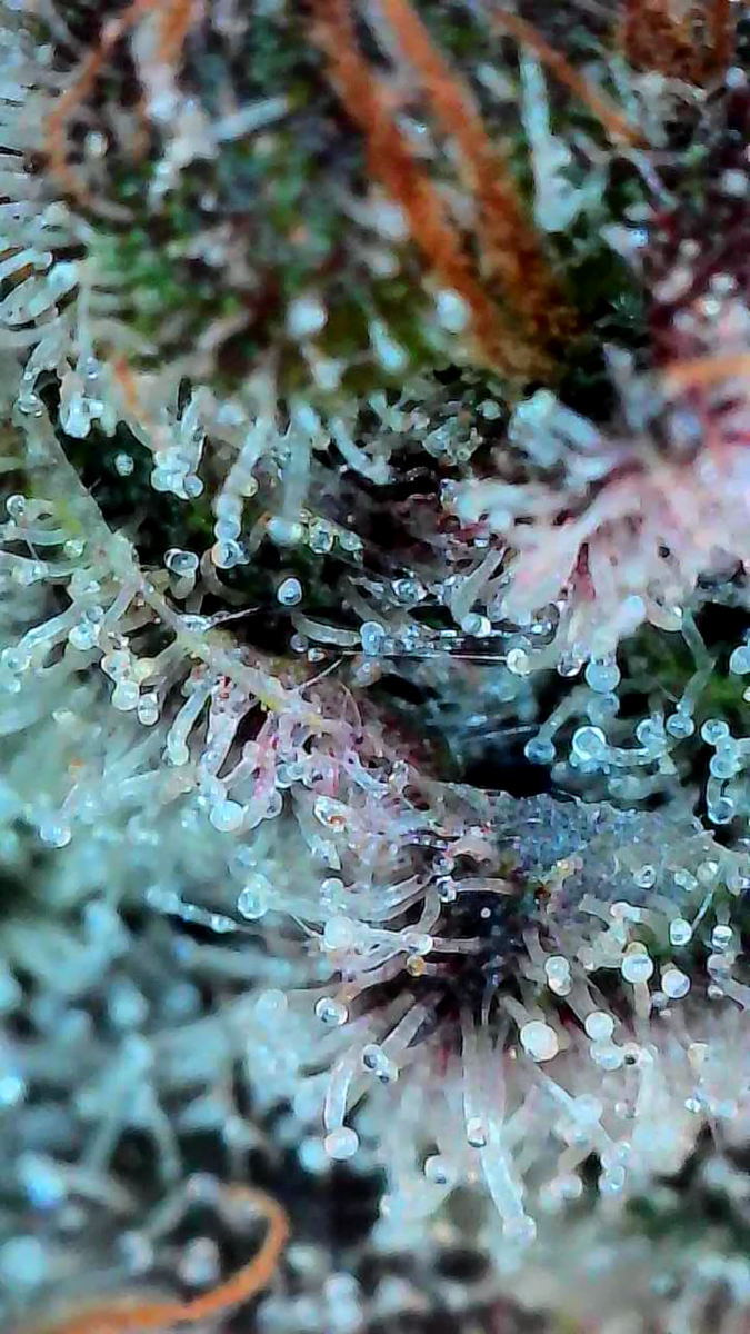 bbs-grow-diaries/week-549947-diary-528437-user-38149-697402b2acaa4