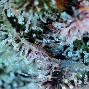 Flowering Week - 13 - God’s Gift - 8