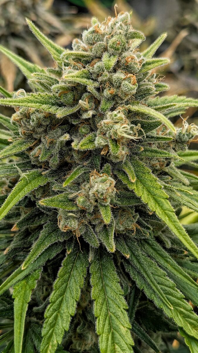 bbs-grow-diaries/week-549947-diary-528437-user-38149-697402b60e2d2