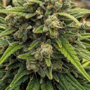 Flowering Week - 13 - God’s Gift - 9