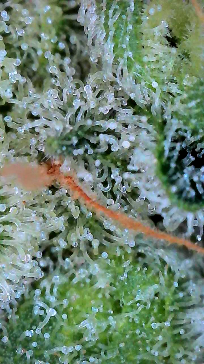 bbs-grow-diaries/week-549947-diary-528437-user-38149-697402b88c40f