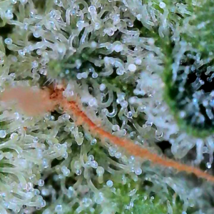 Flowering Week - 13 - God’s Gift - 10