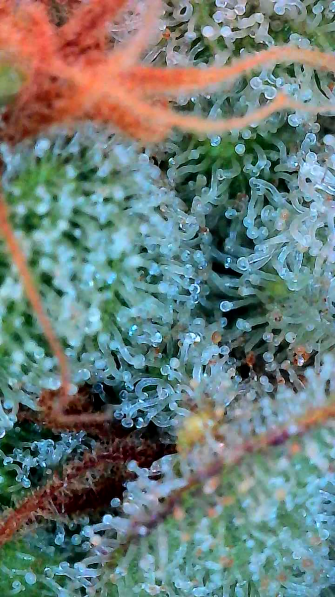 bbs-grow-diaries/week-549947-diary-528437-user-38149-697402bc17ff6