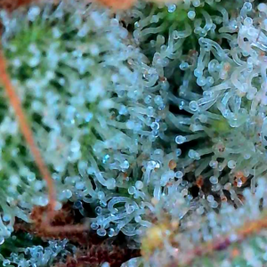 Flowering Week - 13 - God’s Gift - 11