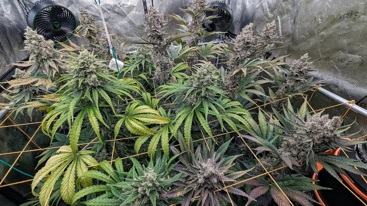 bbs-grow-diaries/week-549947-diary-528437-user-38149-697402bfb2e84