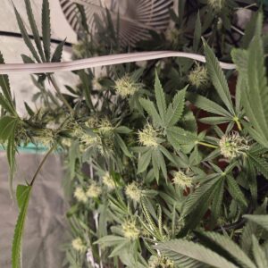 Flowering Week - 11 - Fat Bastard - 2