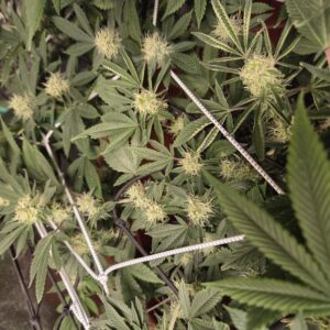 Fat Bastard - Flowering Week - 12