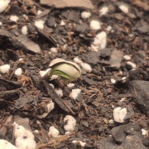 Germination Week - 0 - Lemon Skunk Autoflower - 1