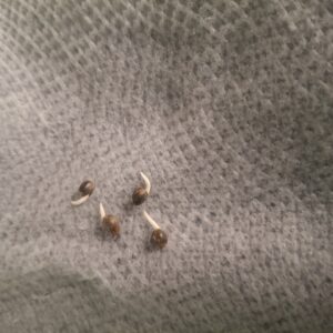 Germination Week - 0 - Lemon Skunk Autoflower - 1