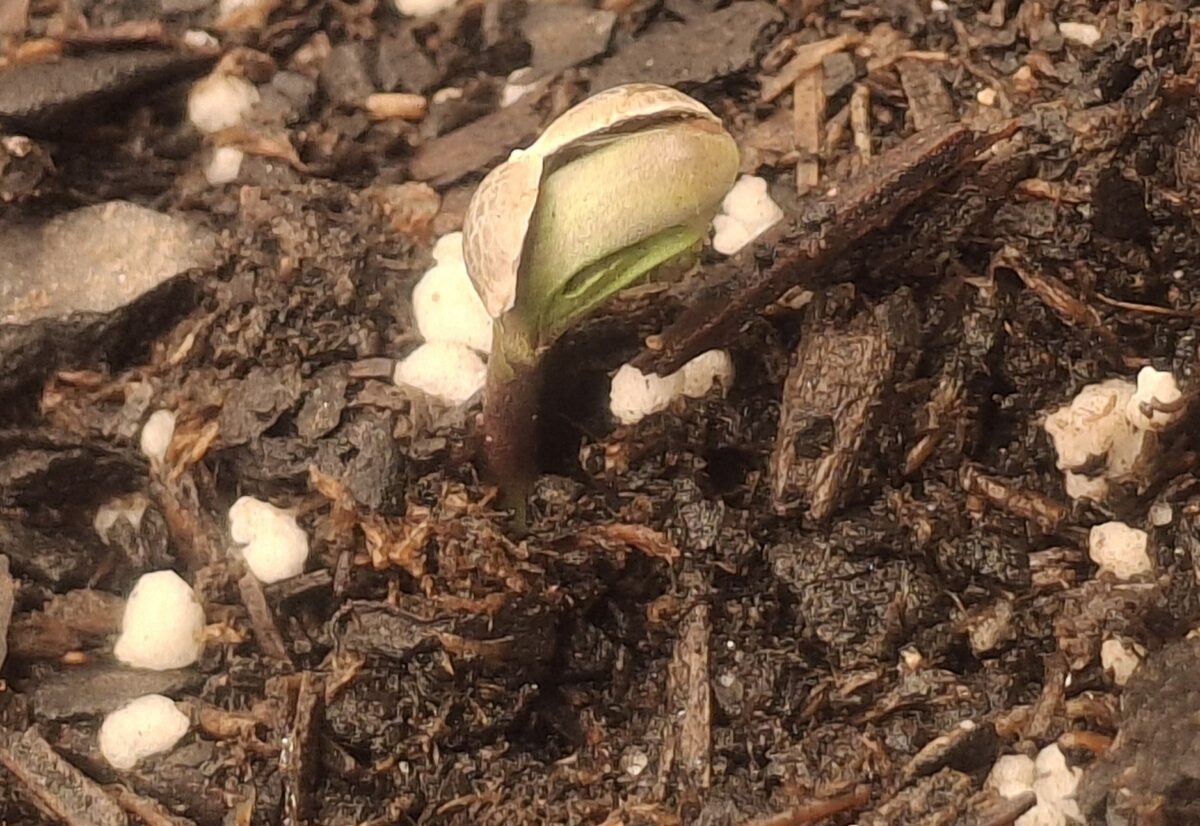 bbs-grow-diaries/week-550133-diary-548592-user-47707-697724b5886f7