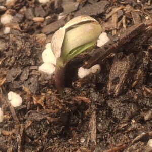 Germination Week - 0 - Lemon Skunk Autoflower - 2