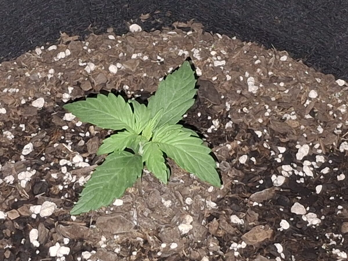 bbs-grow-diaries/week-550344-diary-548592-user-47707-6977b2c9d32f8