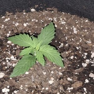 Vegetation Week - 1 - Lemon Skunk Autoflower - 1