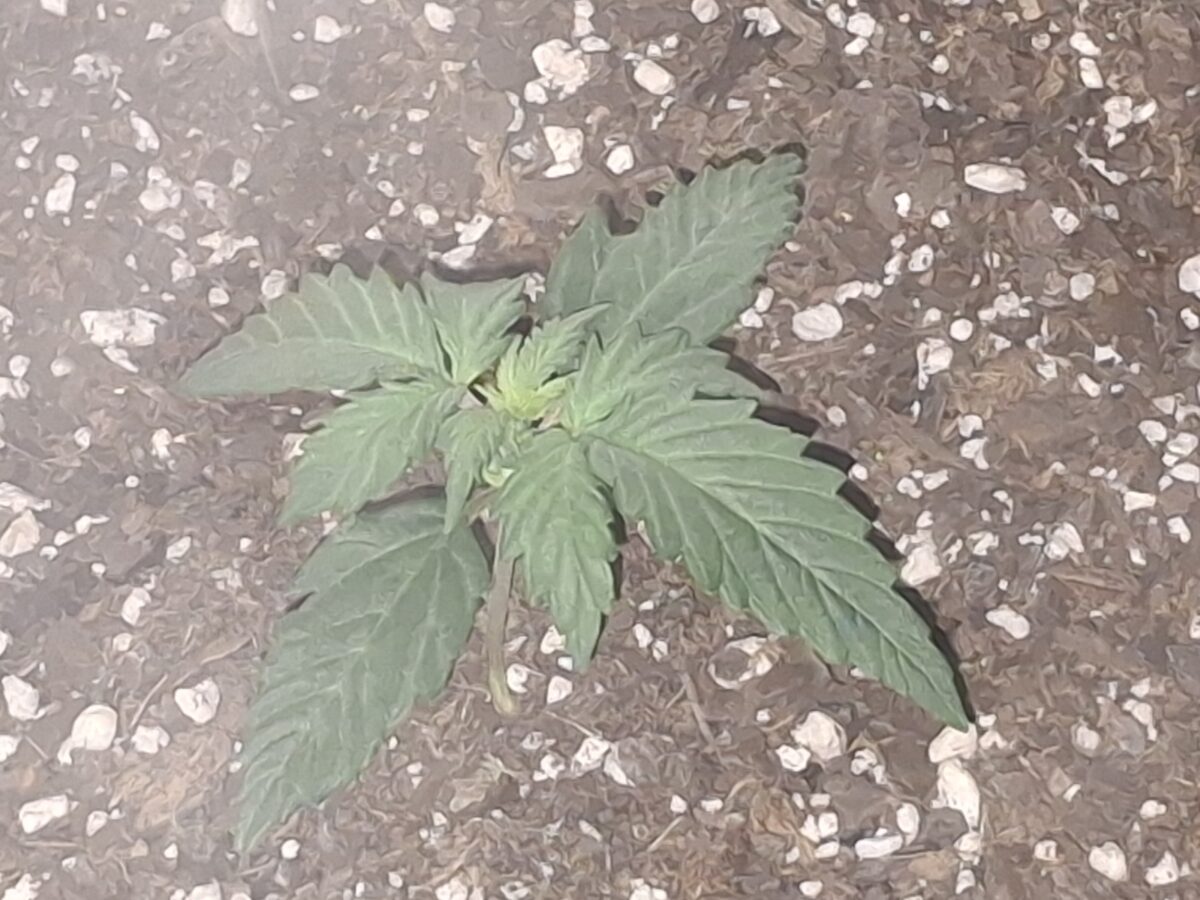 bbs-grow-diaries/week-550344-diary-548592-user-47707-6977b2cba8493