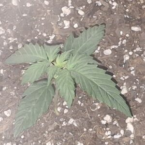 Vegetation Week - 1 - Lemon Skunk Autoflower - 2